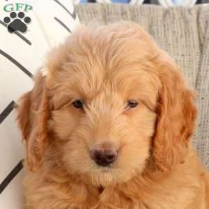 Lauren, Mini Goldendoodle Puppy