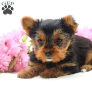 Lee, Yorkie Puppy