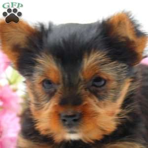 Lee, Yorkie Puppy