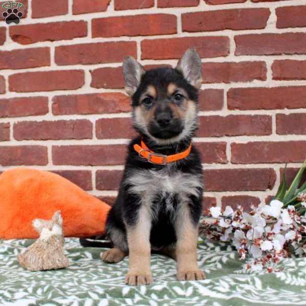 Lena, German Shepherd Puppy