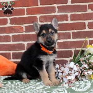 Lena, German Shepherd Puppy