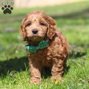 Leo, Cockapoo Puppy