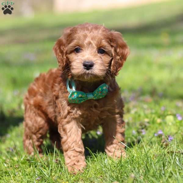 Leo, Cockapoo Puppy