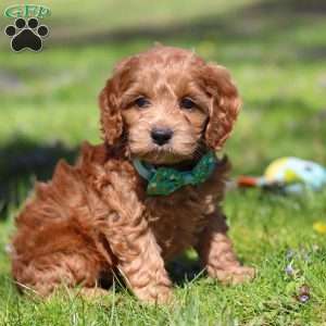 Leo, Cockapoo Puppy