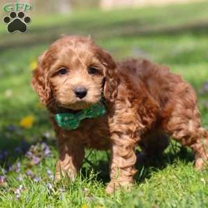 Leo, Cockapoo Puppy