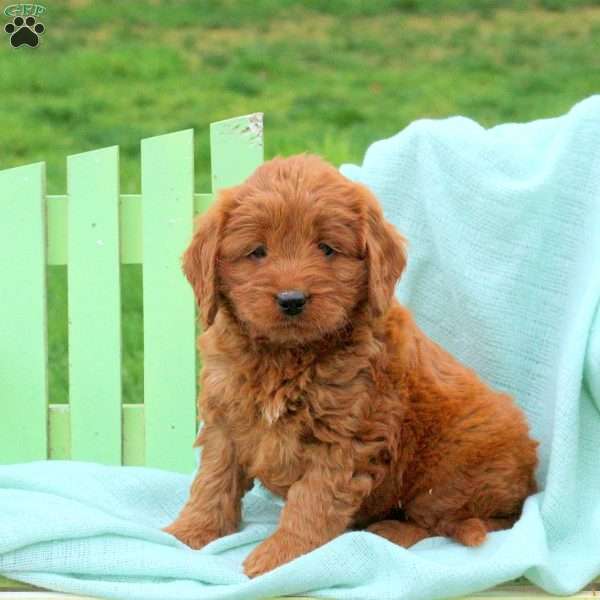 Leo, Mini Labradoodle Puppy