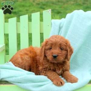 Leo, Mini Labradoodle Puppy