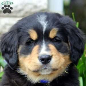 Leo, Bernese Golden Mountain Dog Puppy