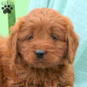 Leo, Mini Labradoodle Puppy