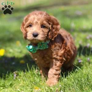Leo, Cockapoo Puppy