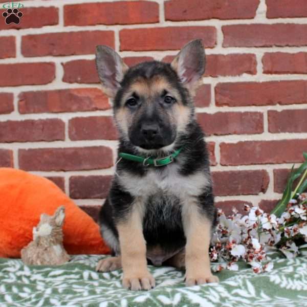 Leon, German Shepherd Puppy