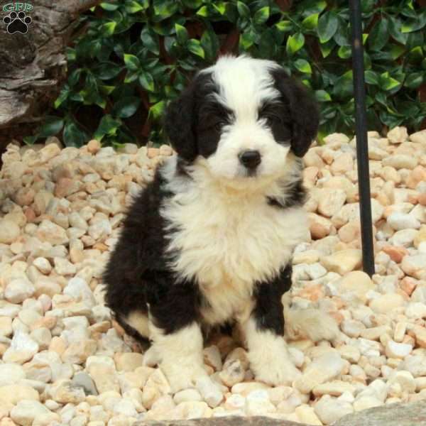 Libby, Mini Bernedoodle Puppy