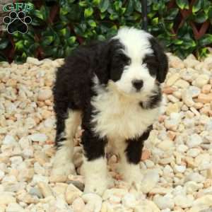Libby, Mini Bernedoodle Puppy
