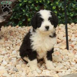Libby, Mini Bernedoodle Puppy