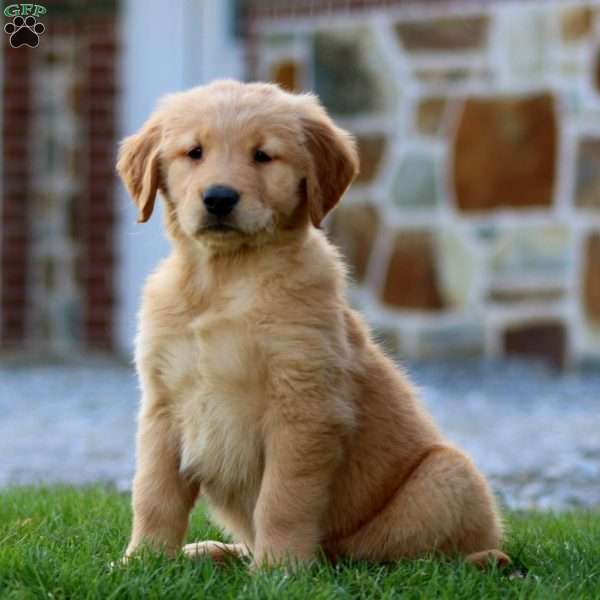 Lilac, Golden Retriever Puppy