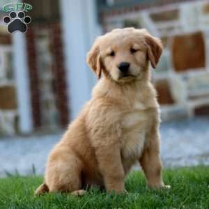 Lilac, Golden Retriever Puppy