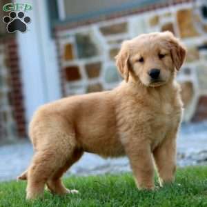 Lilac, Golden Retriever Puppy