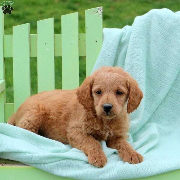 Lily, Mini Labradoodle Puppy