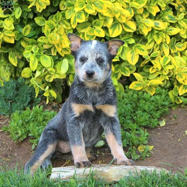 Lily, Blue Heeler – Australian Cattle Dog Puppy