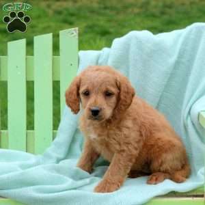 Lily, Mini Labradoodle Puppy