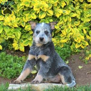 Lily, Blue Heeler – Australian Cattle Dog Puppy