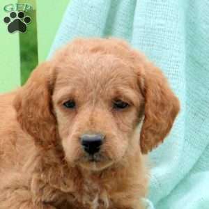 Lily, Mini Labradoodle Puppy