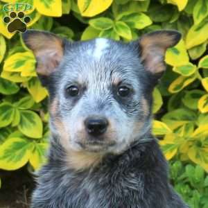 Lily, Blue Heeler – Australian Cattle Dog Puppy