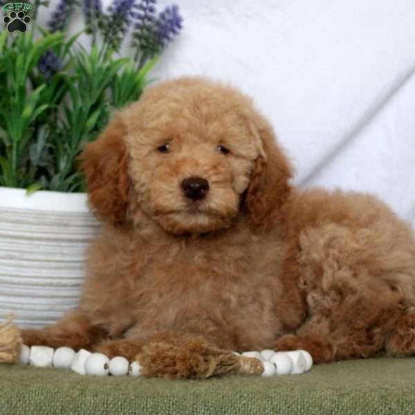 Lily, Mini Goldendoodle Puppy