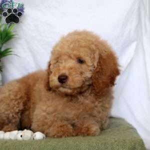 Lily, Mini Goldendoodle Puppy
