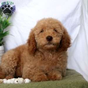 Lily, Mini Goldendoodle Puppy