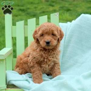 Lincoln, Mini Labradoodle Puppy