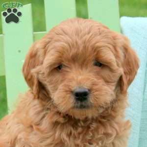 Lincoln, Mini Labradoodle Puppy