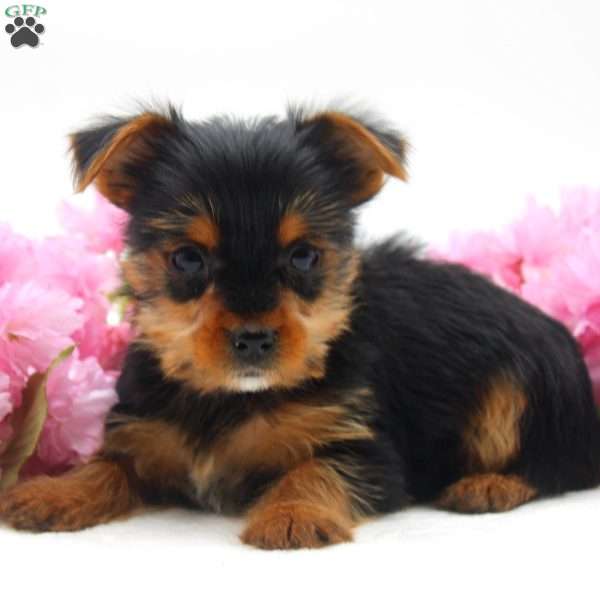 Linda, Yorkie Puppy