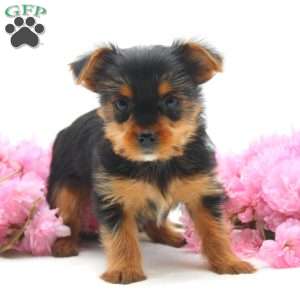 Linda, Yorkie Puppy