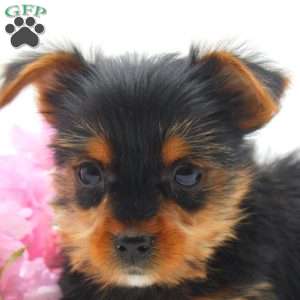 Linda, Yorkie Puppy
