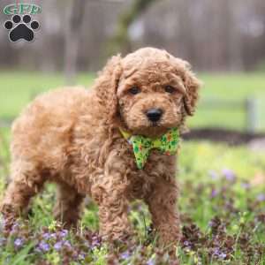 Linford, Cockapoo Puppy