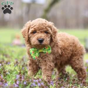Linford, Cockapoo Puppy