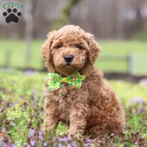 Linford, Cockapoo Puppy
