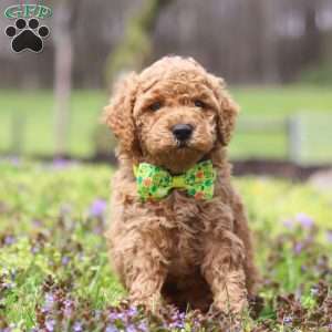 Linford, Cockapoo Puppy