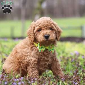 Linford, Cockapoo Puppy