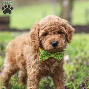 Linford, Cockapoo Puppy