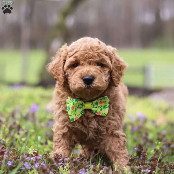 Linford, Cockapoo Puppy
