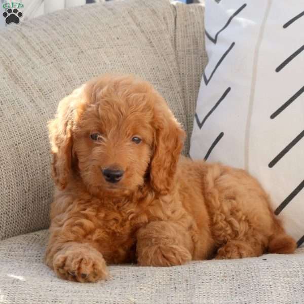 Link, Mini Goldendoodle Puppy