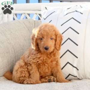 Link, Mini Goldendoodle Puppy