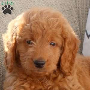 Link, Mini Goldendoodle Puppy