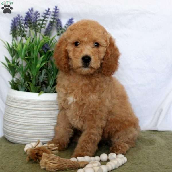 Linzey, Mini Goldendoodle Puppy