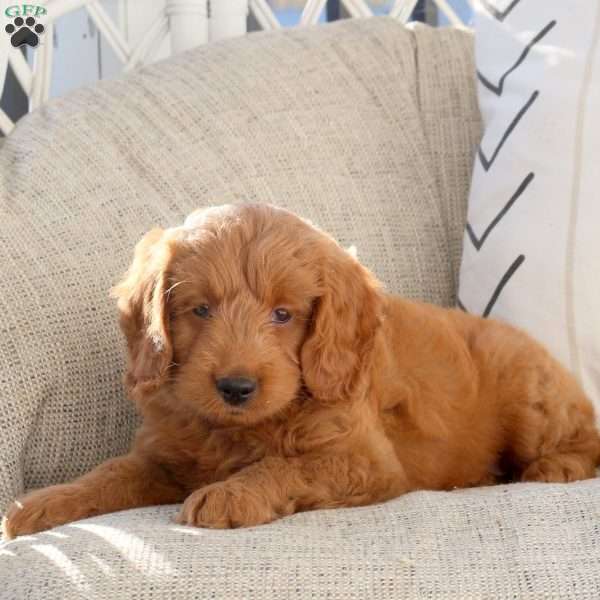Liv, Mini Goldendoodle Puppy
