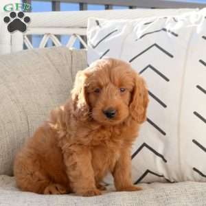Liv, Mini Goldendoodle Puppy