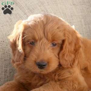 Liv, Mini Goldendoodle Puppy