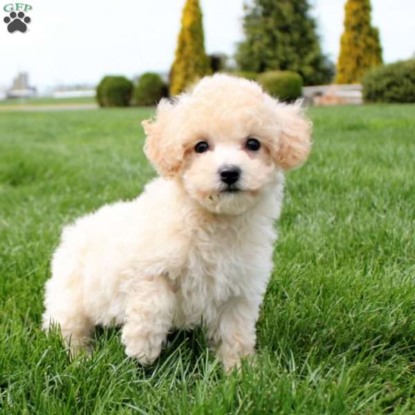 Lizzy, Bich-Poo Puppy